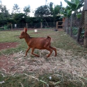 Dairy Goats
