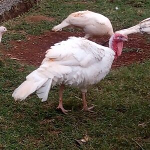 White Holland Turkeys
