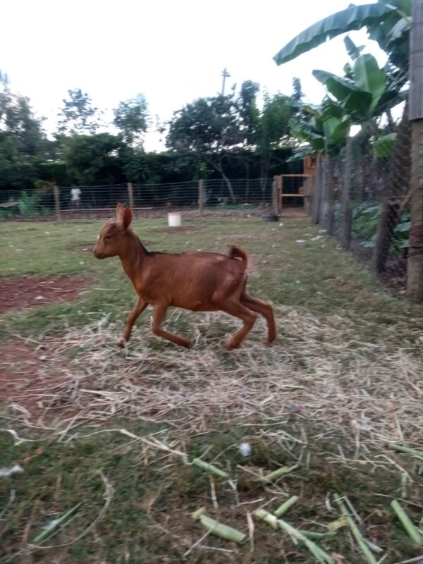 Dairy Goat Kids
