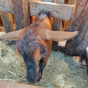 Female Dairy Goat