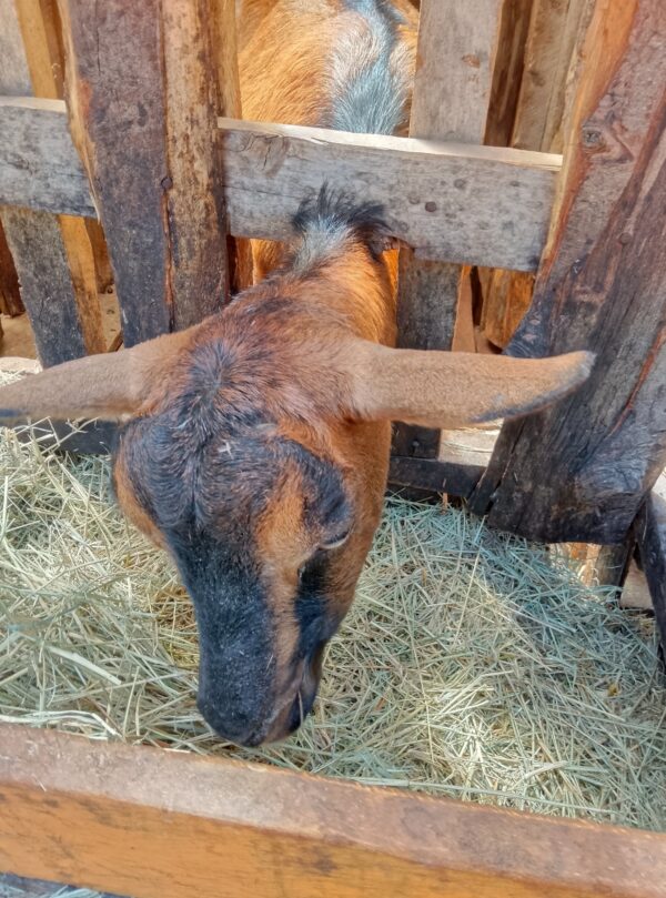 Female Dairy Goat