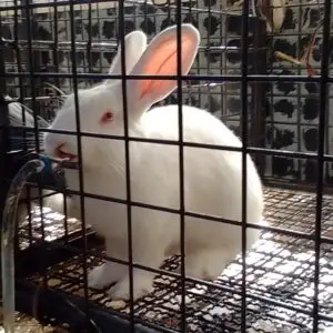 Rabbits